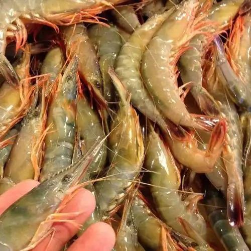 硬壳虾