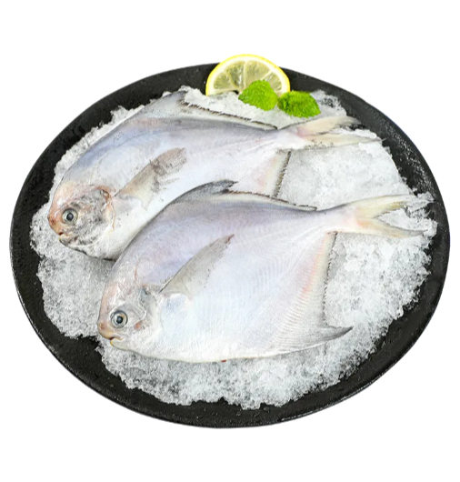 时令 大白鲳鱼240g-250g/份（2条）