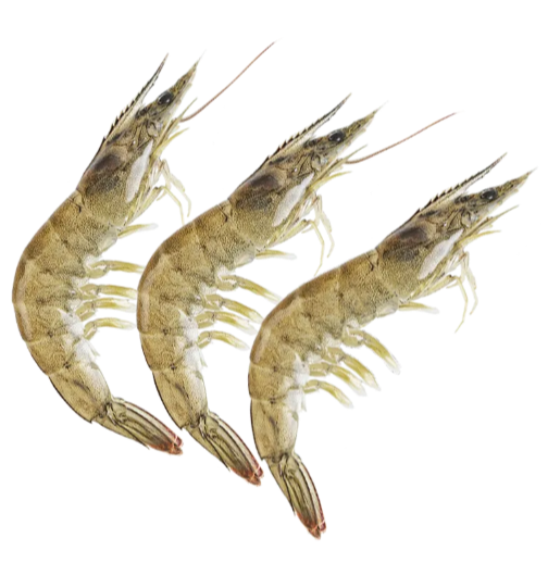 大大大&middot;鲜活大对虾明虾250g&plusmn;9g/份（6-11只）