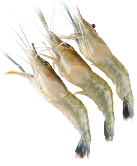 冰鲜大头河虾罗氏虾250g/份