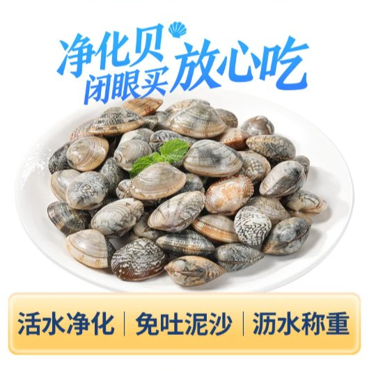 鲜活净化花蛤沙甲500g&plusmn;12g/份（约60粒）