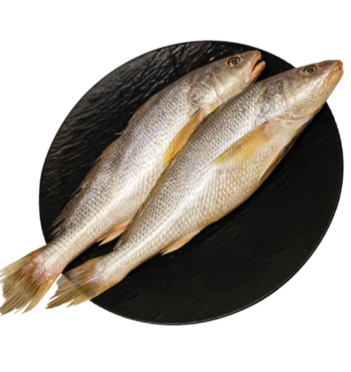 鲜捕南海野生三牙黄鱼400-450g/份（2-3条）