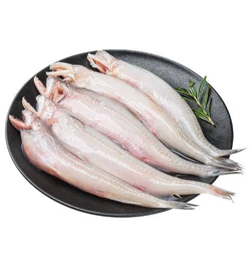 时令 鲜捕龙头鱼450-550g/份