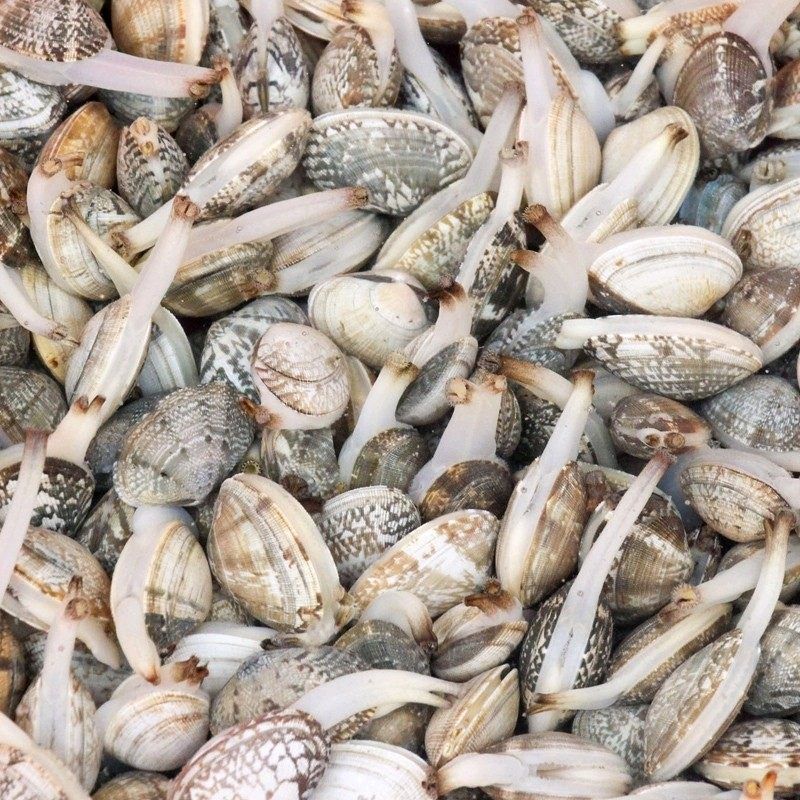 花蛤