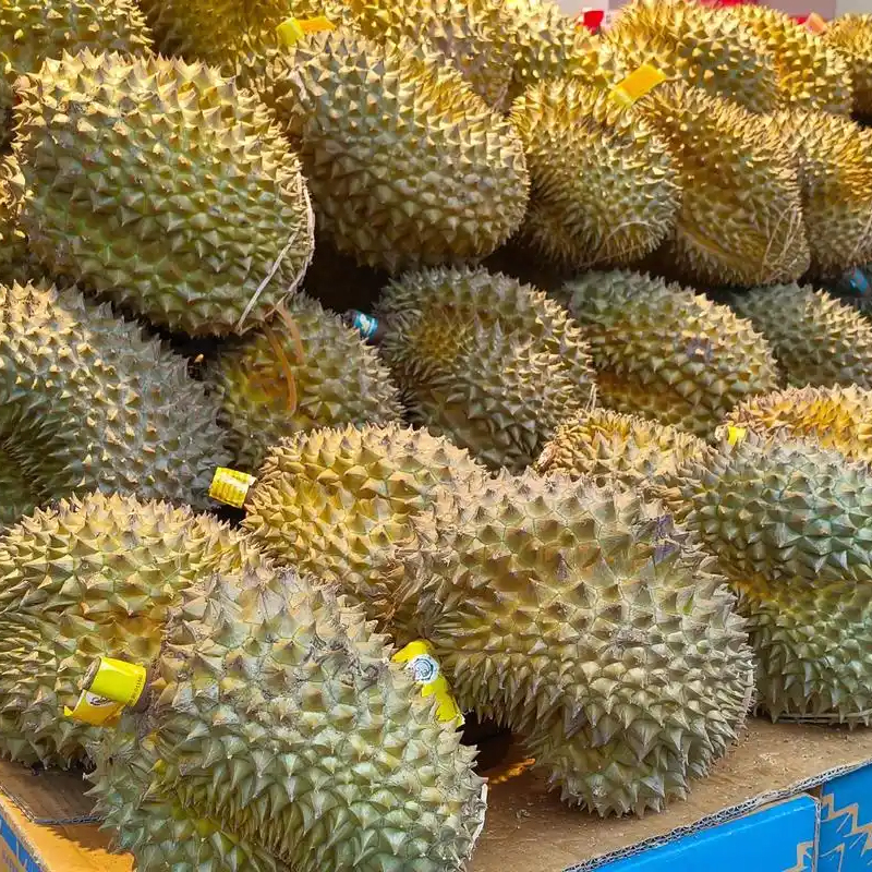 金枕榴莲