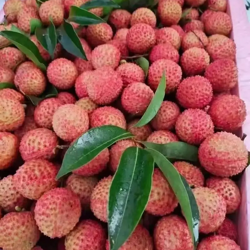 妃子笑荔枝