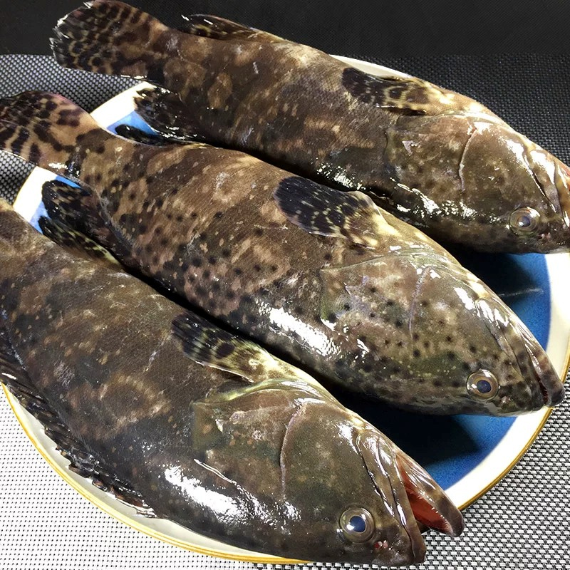 石斑鱼